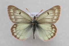 Colias nastes aliaska