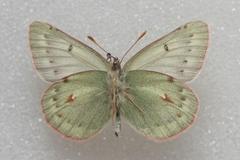 Colias nastes aliaska