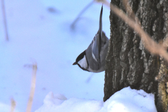 Parus major ferghanensis