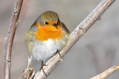 Erithacus rubecula tataricus