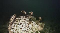 Strongylocentrotus droebachiensis