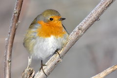 Erithacus rubecula tataricus