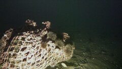 Strongylocentrotus droebachiensis