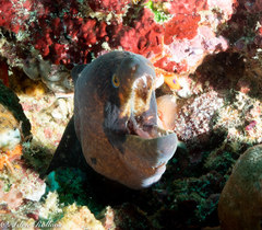 Gymnothorax breedeni