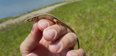 Takydromus wolteri