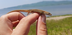 Takydromus wolteri