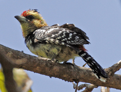 Trachyphonus vaillantii