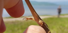 Takydromus wolteri