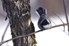 Parus major ferghanensis