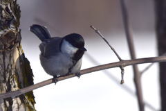 Parus major ferghanensis