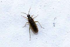 Dicyphus
