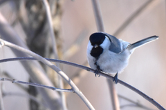 Parus major ferghanensis