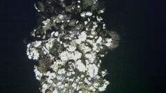 Strongylocentrotus droebachiensis