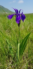 Iris laevigata