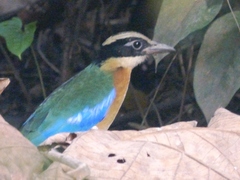 Pitta moluccensis