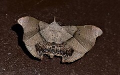 Esthlodora versicolor