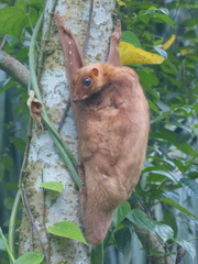 Galeopterus variegatus