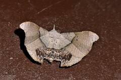 Esthlodora versicolor