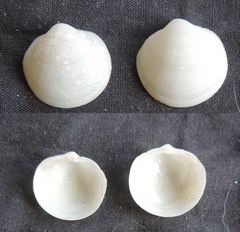 Divalinga quadrisulcata