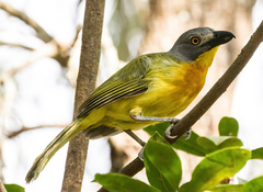 Malaconotus blanchoti