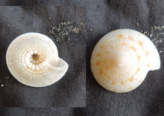 Architectonica nobilis