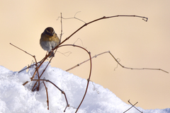 Prunella atrogularis huttoni