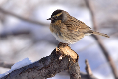 Prunella atrogularis huttoni