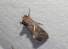 Vittaplusia vittata