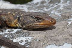Pseudocordylus microlepidotus