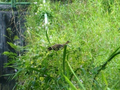 Gallicrex cinerea