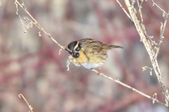 Prunella atrogularis huttoni