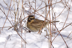 Prunella atrogularis huttoni