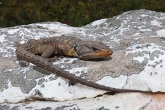 Pseudocordylus microlepidotus