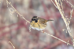 Prunella atrogularis huttoni