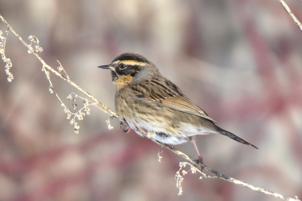 Black-throated Accentor