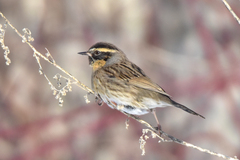 Prunella atrogularis huttoni