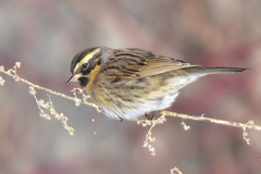 Prunella atrogularis huttoni