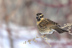 Prunella atrogularis huttoni
