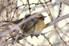 Prunella atrogularis huttoni