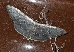 Idaea coercita