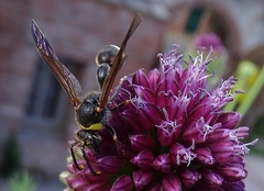 Delta unguiculatum