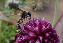 Delta unguiculatum