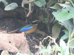 Pitta moluccensis