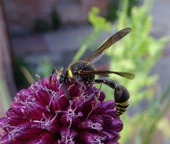 Delta unguiculatum
