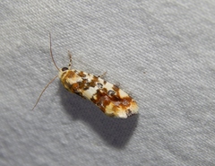Acontia transfigurata