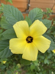 Turnera subulata