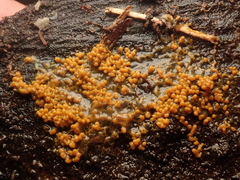 Badhamia utricularis