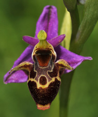 Ophrys oestrifera