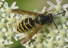 Dolichovespula saxonica