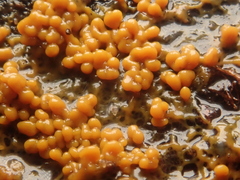 Badhamia utricularis